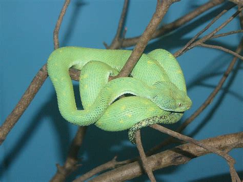 The Online Zoo - West African Bush Viper