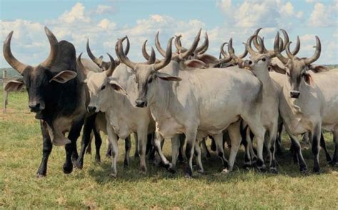 Confira Detalhes E Novidades Da Expozebu Compre Rural