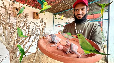 Green Parrots K Bachy Bahir Nikal Aiy ️ Or Budgies K Bachy Bary Ho Gaiy