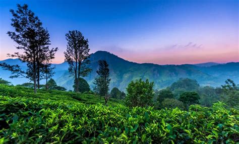 6 Fun Things To Do In Nuwara Eliya On Your Couples Holiday To Sri Lanka Makemytrip Blog