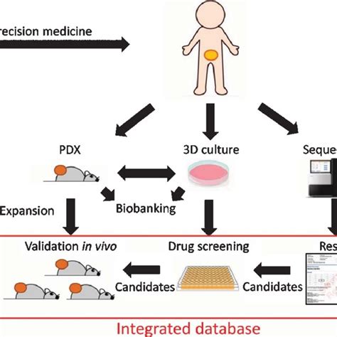 Schematic Representation Of Combined Operation Of Pdx And 3d Culture