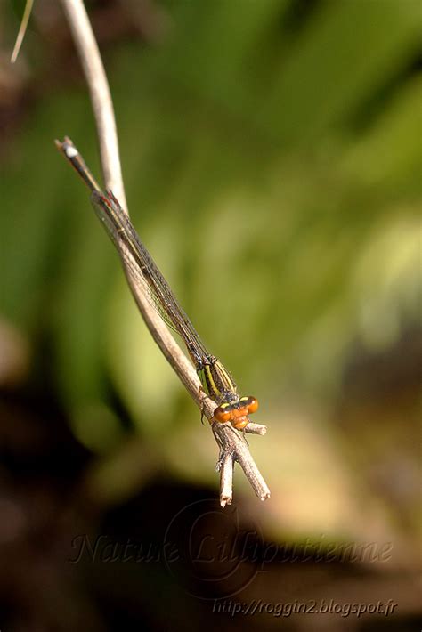 Photo Nature Lilliputienne Macrophotographies Pseudagrion