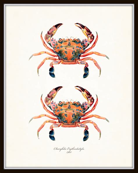 Vintage Crab Print No 10 Giclee Art Print Nautical Art Etsy