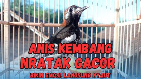 Anis Kembang Ngecis Nratak Cocok Untuk Pancingan YouTube