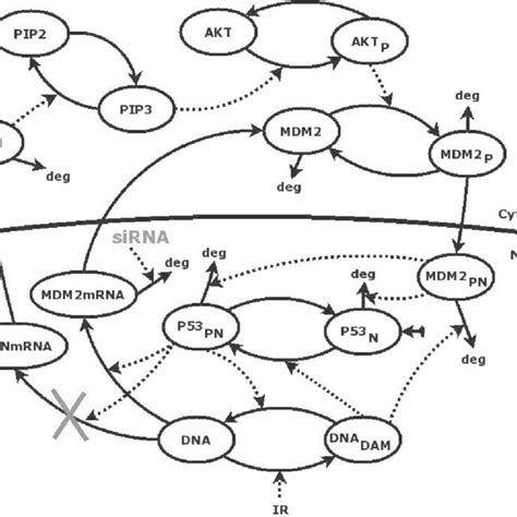 Model Of The P53mdm2 Signaling Pathway With Pten Production Blockade