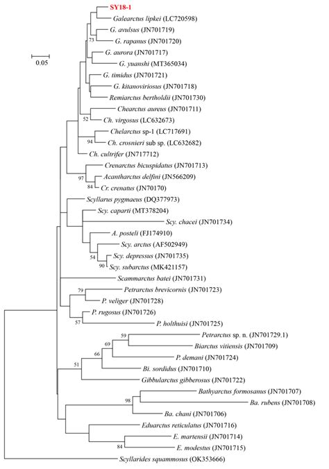 Maximum Likelihood Ml Phylogenetic Tree Of The Partial 16s Rdna