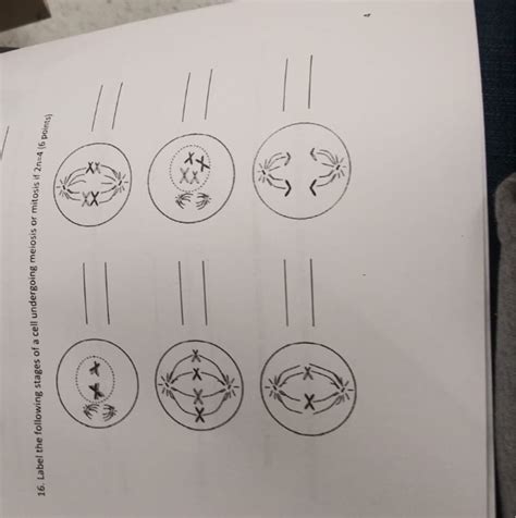 Solved points) 16. Label the following stages of a cell | Chegg.com