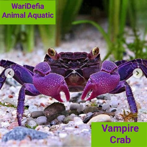 Jual Bonceret Kepiting Hias Vampire Crab Geosesarma Dennerle Shopee