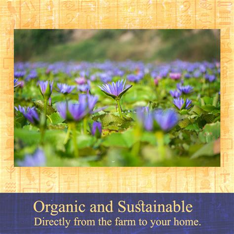 blue lotus flower benefits