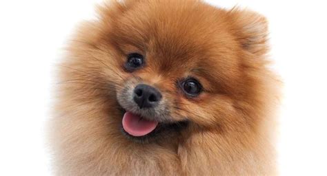 Pomeranian Names – 200 Ideas That Will Suit Them Perfectly