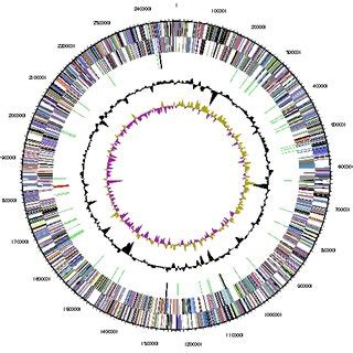 Graphical Circular Map Of The Chromosome From Outside To The Center