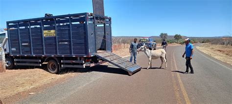 Prf Recolhe Mais De Animais Soltos Em Rodovias Federais No Piau