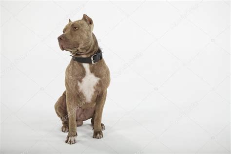 Pitbull Dog Portrait — Stock Photo © Focusarg 93430288