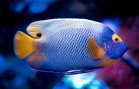 500 Fish Name Ideas Best Ways To Name Your Pet Fish Petpress