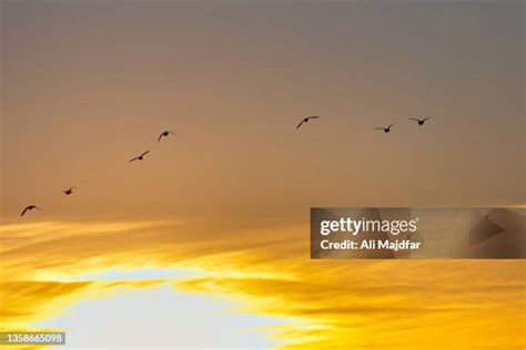 Flying Ducks Sunset Photos and Premium High Res Pictures - Getty Images