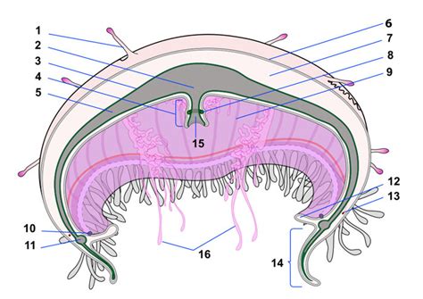 Anatomy of a Jellyfish: The Animal Files