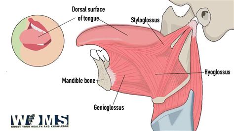 Intrinsic Muscles Of The Tongue Anatomy And Clinical Significance Woms