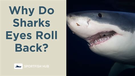 Why Do Sharks Eyes Roll Back