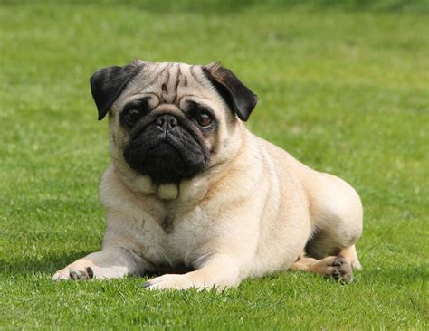 Information About Pug Dachshund Pugsunddaug Mix Breed