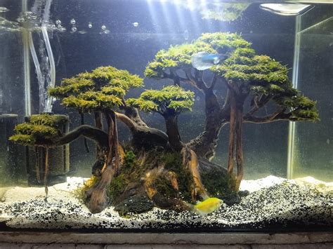 My Bonsai Aquarium Tank R Plantedtank