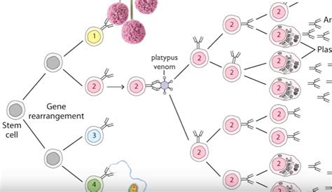 Clonal Selection Theory Of Antibody Production Explained Hrf