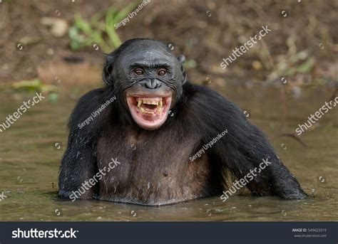 731 Laughing Chimp Images Stock Photos And Vectors Shutterstock