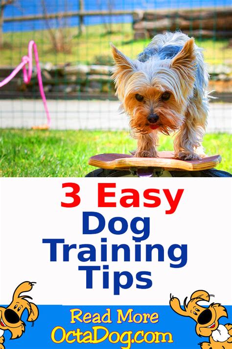 Easy Dog Training Tips That Will Make Your Dog Number 1