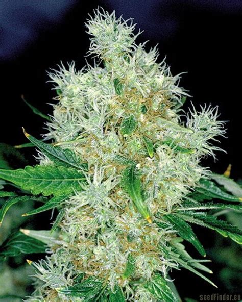 Galer A De Variedades Power Flower Royal Queen Seeds Pic