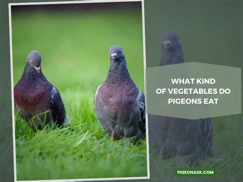 Do Pigeons Eat Vegetables Pigeon Ask