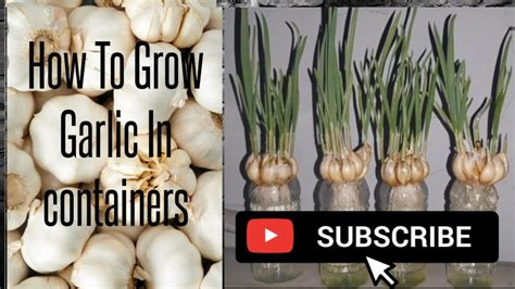 How To Grow Garlic At Home 4 Amazing Steps YouTube