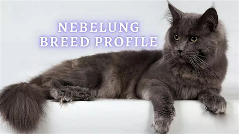 Nebelung Kittens For Adoption - adventure weekend getaway