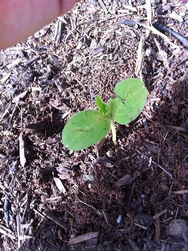 Watermelon seedling problems (pics)