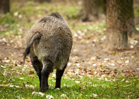Wilder Eber stockfoto. Bild von europa, wirbeltier, landwirtschaftlich ...