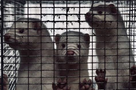 niente piu allevamenti  visoni  irlanda il divieto storico