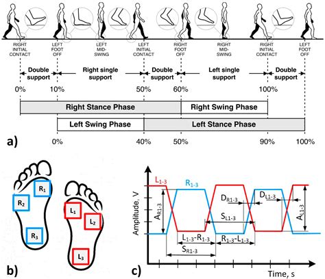 Gait Cycle Foot