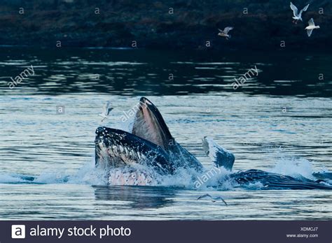 Baleen Whale Eating Stock Photos & Baleen Whale Eating Stock Images - Alamy