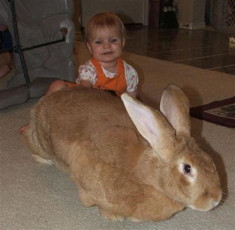 22 Flemish Giant Bunnies Near Greenville Sc Giant Rabbit Flemish