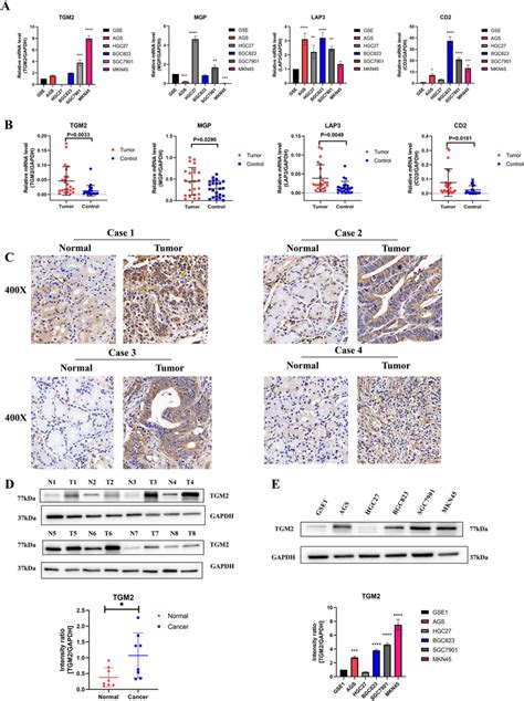 Expression Level Of Tgm2 A Expression Of Four Characteristic Genes In Download Scientific