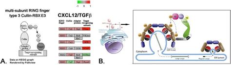 CXCL12 Transcriptionally Up Regulates Cullin RING Ubiquitin Ligases