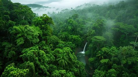 Aerial View Of Lush Rainforest With Mist Vibrant Greenery And A Hidden