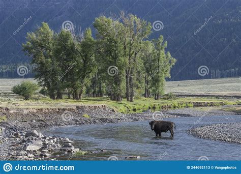 Bison In Yellowstone National Park During The Summer Mating Season Stock Image Image Of