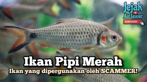 Ikan Pipi Merah YouTube