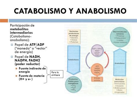 Cuadros Comparativos Entre Anabolismo Y Catabolismo Cuadro