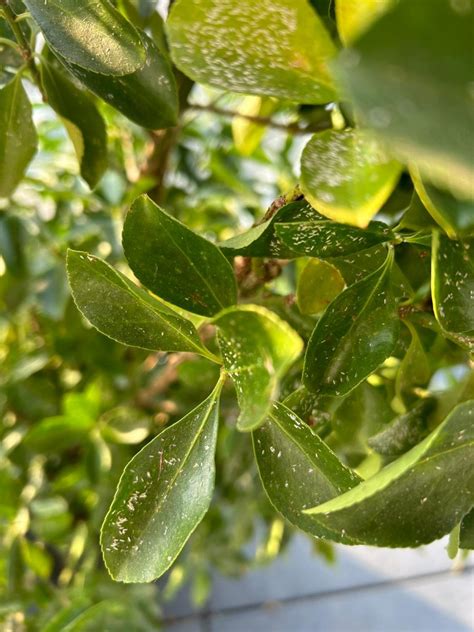 Plante Ornamentale De Exterior Paduchi Albi Pe Frunze Si Ramuri