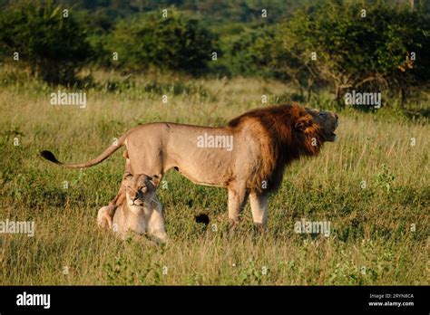 Lions mating at Kruger nation park South Africa, female and male lion ...