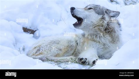 Wolf Teeth Hi Res Stock Photography And Images Alamy