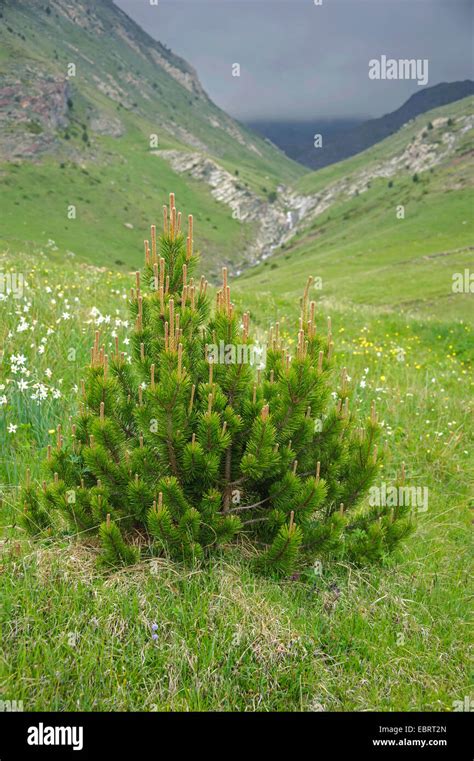 Mountain Pine Mugo Pine Pinus Uncinata Pinus Mugo Ssp Uncinata In