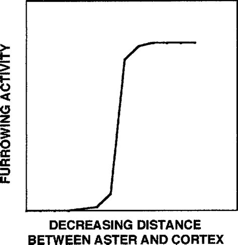 Figure 1 From Microtubule Actomyosin Interactions In Cortical Flow And