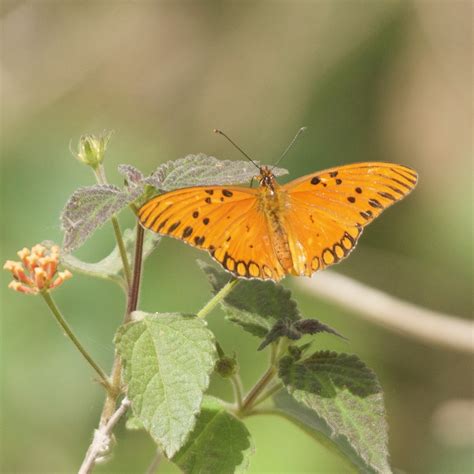 Gulf Fritillary From Puerto Madero Caba Argentina On September