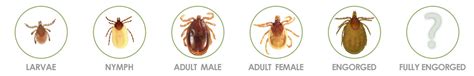 Groundhog Tick (Ixodes cookei) • Tick Safety 101